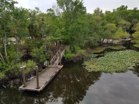 Dalī muzejs un piedzīvojumi Floridas džungļos + Drona izmēģināšana