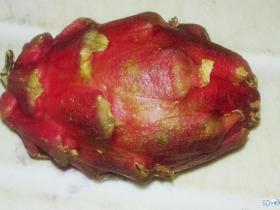 Pūķa čiekurs