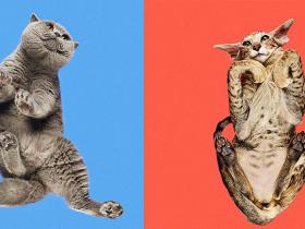 «Under-cats» foto projekts lēnām sāk pārņemt visu pasauli
