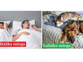 Aptauja liecina, ka sievietes labāk izguļas blakus sunim nekā vīrietim