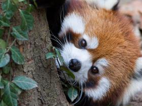 Video:cute animals