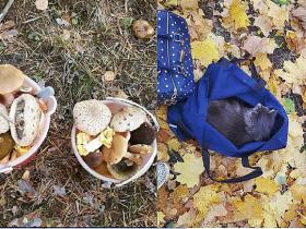 Atvērtais raksts: Labākie rudens foto